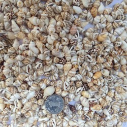 Conch shells 