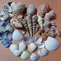 Mixed shells
