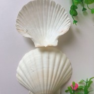 Natural Fan shape sea shell