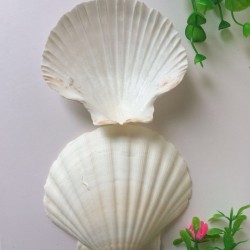 Natural Fan shape sea shell