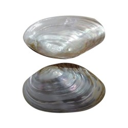 Mother Of Pearl Shell