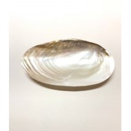 Mother Of Pearl Shell