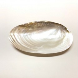 Mother Of Pearl Shell