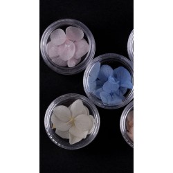3Petal Dried Flower