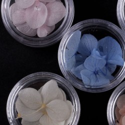 3Petal Dried Flower
