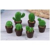Small Cactus