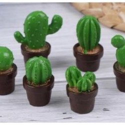 Small Cactus