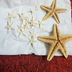Small Starfish