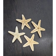 Starfish 