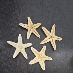 Starfish 