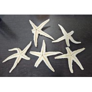 Big Starfish