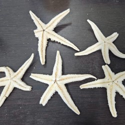 Big Starfish