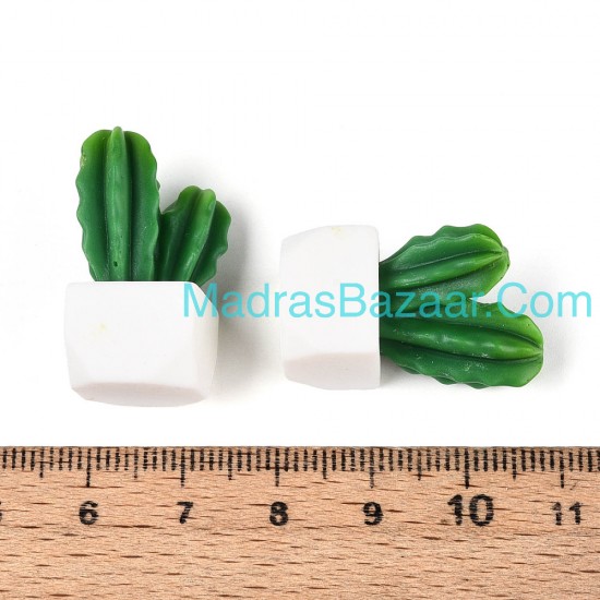 Cactus Succulent