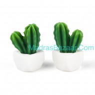 Cactus Succulent