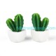 Cactus Succulent