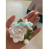 Gardenia Jasmin Plant