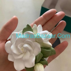 Gardenia Jasmin Plant