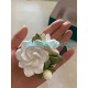 Gardenia Jasmin Plant