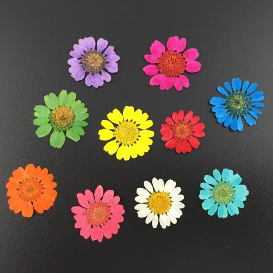 Daisy Natural Dried Flower Daisy Natural Dried Flower