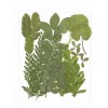 Dry Leaf 