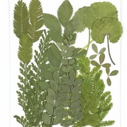 Dry Leaf 