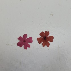 Heart Flower 