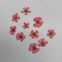 Forget Me Not Flower
