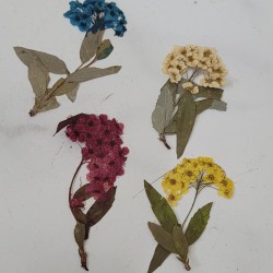 Flower Bunch