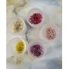Annes Lace Flower