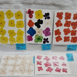 Pressed Dry Flower