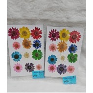 Daisy Natural Dried Flower