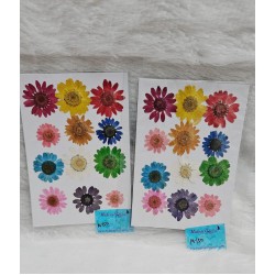 Daisy Natural Dried Flower