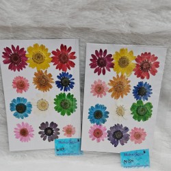 Daisy Natural Dried Flower