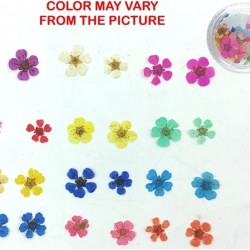 12 Colors Real Plum Dried Flower 