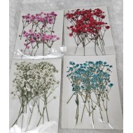 Mini Cute Dried Flower