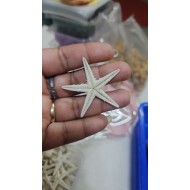 Starfish 