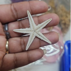 Starfish 