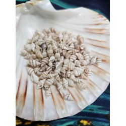 Mini Conch shell