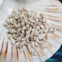 Mini Conch shell