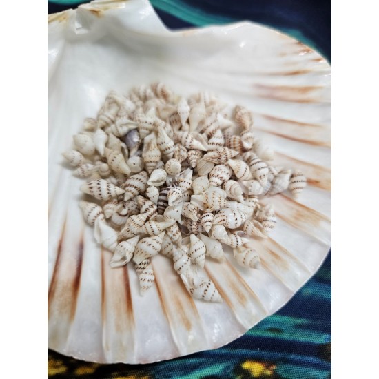 Mini Conch shell