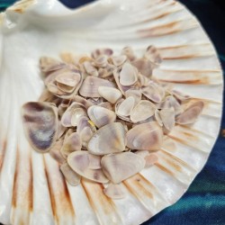 Shell NO. 23