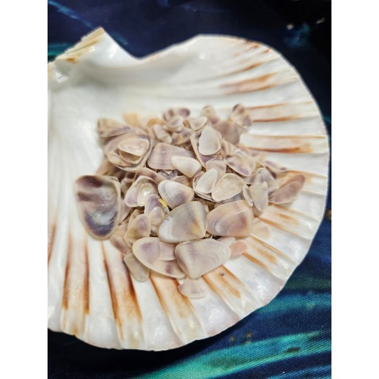 Shell NO. 23