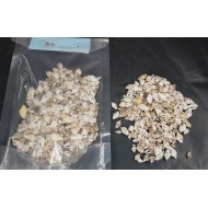 Conch shells 