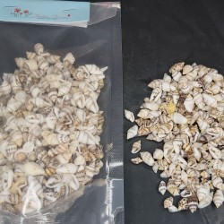 Conch shells 
