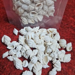 SHELL NO. 26