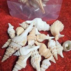 SHELL NO. 29