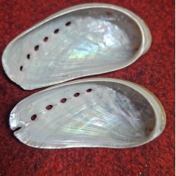 White Abalone shell