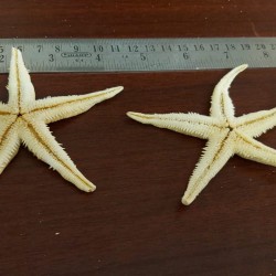 Big Starfish
