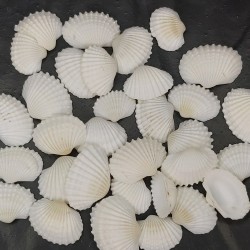 Shell No.2