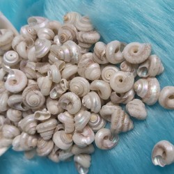 Shell No.19